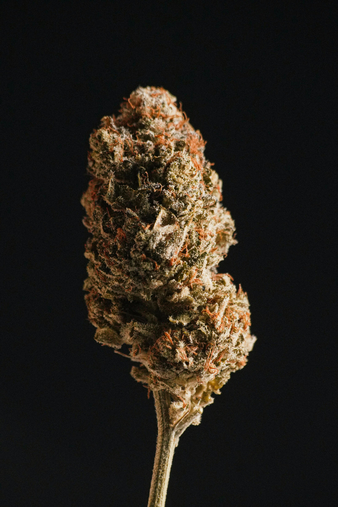 Best THCA Flower Strains at The High Lift: Complete Strain Guide 2026