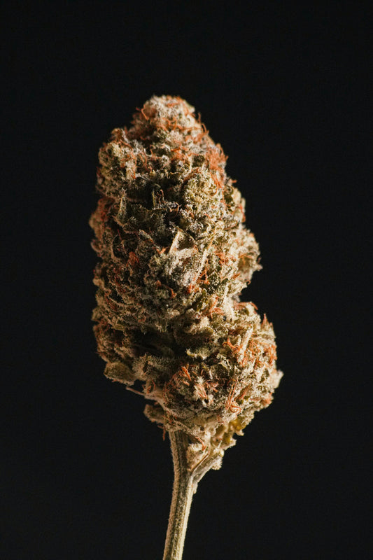 Best THCA Flower Strains at The High Lift: Complete Strain Guide 2026