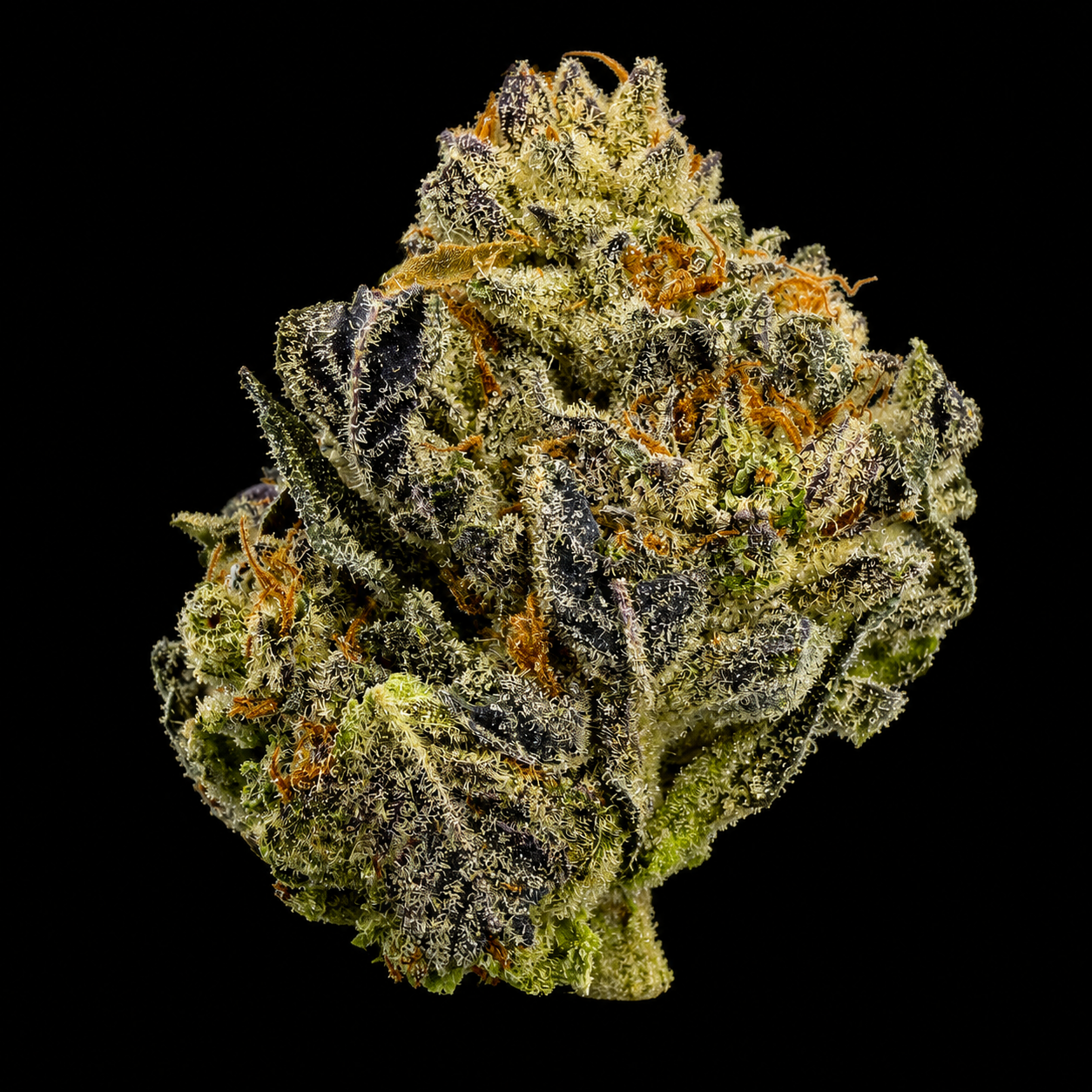 Girl Scout Cookies THCA Flower | Hybrid