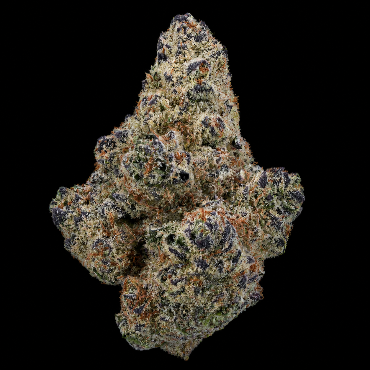 Northern Lights