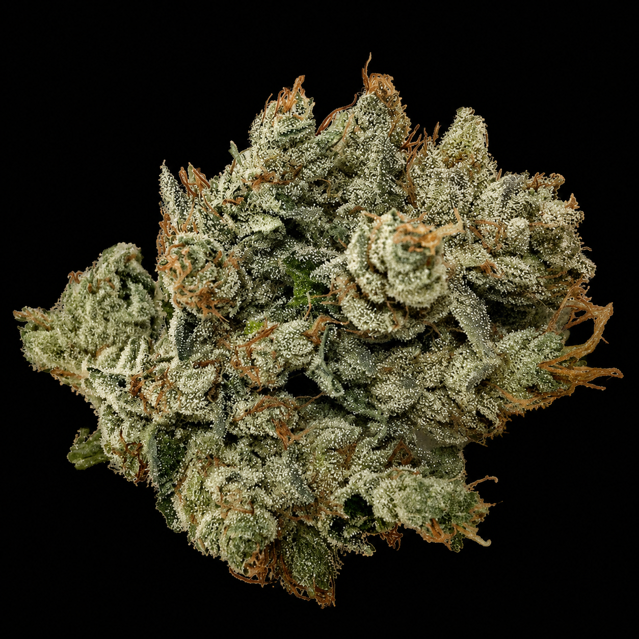 OG Kush | Exotic Indoor AAA+