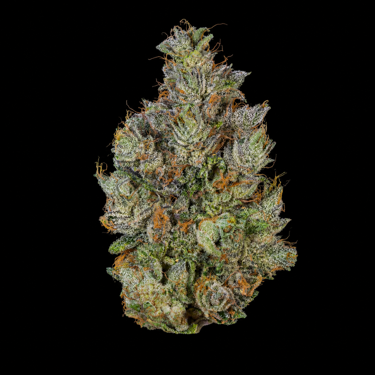 OG Kush | Exotic Indoor AAA+