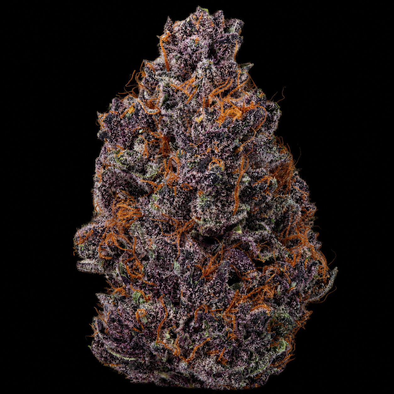 Purple Haze